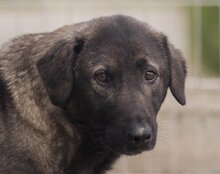 VIVA, Hund, Herdenschutzhund-Mix in Kroatien - Bild 1