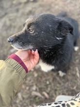 PRISKA, Hund, Mischlingshund in Rumänien - Bild 2