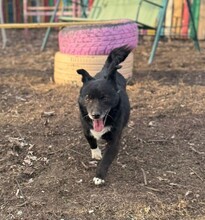 PRISKA, Hund, Mischlingshund in Rumänien - Bild 4