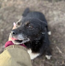 PRISKA, Hund, Mischlingshund in Rumänien - Bild 5