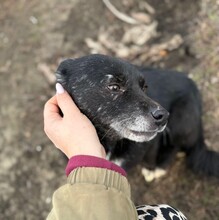 PRISKA, Hund, Mischlingshund in Rumänien - Bild 9