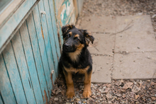 MILKA, Hund, Mischlingshund in Kroatien - Bild 2