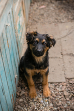 MILKA, Hund, Mischlingshund in Kroatien - Bild 3