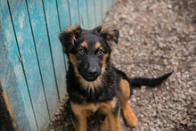 MILKA, Hund, Mischlingshund in Kroatien - Bild 5