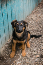 MILKA, Hund, Mischlingshund in Kroatien - Bild 6