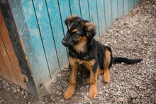 MILKA, Hund, Mischlingshund in Kroatien - Bild 7