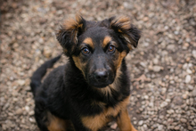 MILKA, Hund, Mischlingshund in Kroatien - Bild 9