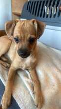 VIKTORIA, Hund, Mischlingshund in Pirmasens - Bild 1