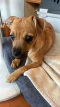 VIKTORIA, Hund, Mischlingshund in Pirmasens - Bild 3