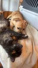 VIKTORIA, Hund, Mischlingshund in Pirmasens - Bild 4