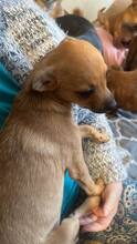 VIKTORIA, Hund, Mischlingshund in Pirmasens - Bild 5
