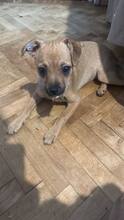 VIKTORIA, Hund, Mischlingshund in Pirmasens - Bild 6