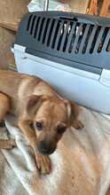 VIKTORIA, Hund, Mischlingshund in Pirmasens - Bild 7