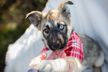 GISI, Hund, Siberian Husky-Mix in Kroatien - Bild 1