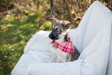 GISI, Hund, Siberian Husky-Mix in Kroatien - Bild 2