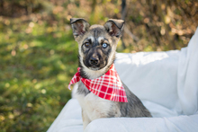 GISI, Hund, Siberian Husky-Mix in Kroatien - Bild 3