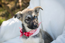 GISI, Hund, Siberian Husky-Mix in Kroatien - Bild 6