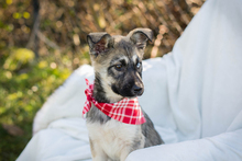 GISI, Hund, Siberian Husky-Mix in Kroatien - Bild 8