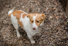 TIMMI, Hund, Mischlingshund in Kroatien - Bild 1