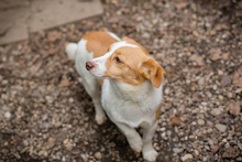 TIMMI, Hund, Mischlingshund in Kroatien - Bild 2