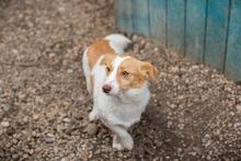 TIMMI, Hund, Mischlingshund in Kroatien - Bild 3