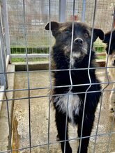 FRIZZY, Hund, Mischlingshund in Rumänien - Bild 4