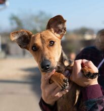 OCTOBER, Hund, Dackel-Foxterrier-Mix in Ungarn - Bild 1