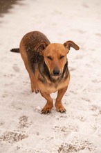 OCTOBER, Hund, Dackel-Foxterrier-Mix in Ungarn - Bild 10