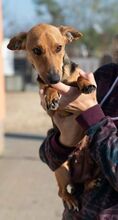 OCTOBER, Hund, Dackel-Foxterrier-Mix in Ungarn - Bild 2