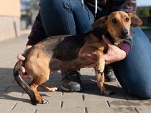 OCTOBER, Hund, Dackel-Foxterrier-Mix in Ungarn - Bild 3