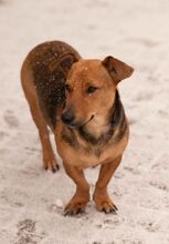 OCTOBER, Hund, Dackel-Foxterrier-Mix in Ungarn - Bild 4