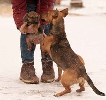 OCTOBER, Hund, Dackel-Foxterrier-Mix in Ungarn - Bild 5