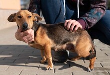 OCTOBER, Hund, Dackel-Foxterrier-Mix in Ungarn - Bild 6