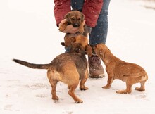 OCTOBER, Hund, Dackel-Foxterrier-Mix in Ungarn - Bild 7