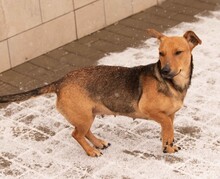 OCTOBER, Hund, Dackel-Foxterrier-Mix in Ungarn - Bild 9