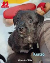 KENZO, Hund, Mischlingshund in Italien - Bild 3