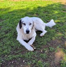 JULIA, Hund, Mischlingshund in Griechenland - Bild 3