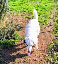 JULIA, Hund, Mischlingshund in Griechenland - Bild 4