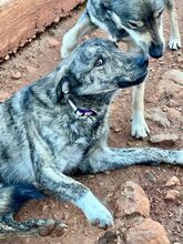 ANDY, Hund, Mischlingshund in Griechenland - Bild 2