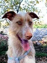 KAY, Hund, Podenco-Mix in Spanien