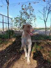 KAY, Hund, Podenco-Mix in Spanien - Bild 2