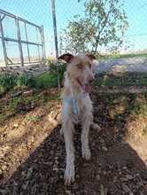 KAY, Hund, Podenco-Mix in Spanien - Bild 3