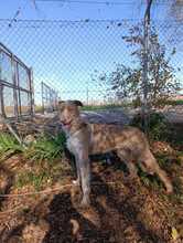 KAY, Hund, Podenco-Mix in Spanien - Bild 4