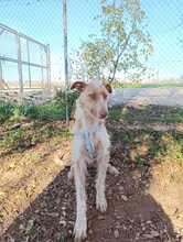 KAY, Hund, Podenco-Mix in Spanien - Bild 5