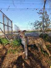 KAY, Hund, Podenco-Mix in Spanien - Bild 6