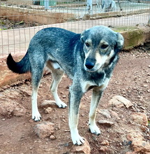 OZ, Hund, Mischlingshund in Griechenland - Bild 2