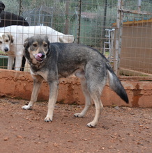 OZ, Hund, Mischlingshund in Griechenland - Bild 5