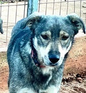 OZ, Hund, Mischlingshund in Griechenland - Bild 6