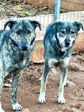 OZ, Hund, Mischlingshund in Griechenland - Bild 8