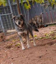 OZ, Hund, Mischlingshund in Griechenland - Bild 9